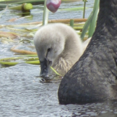 Cygnus atratus (Black Swan) at Bermagui, NSW - 31 Oct 2020 by JackieLambert