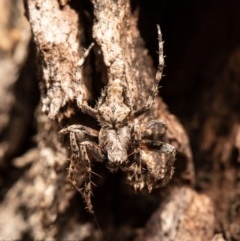 Backobourkia sp. (genus) (An orb weaver) at Kowen, ACT - 2 Nov 2020 by Roger