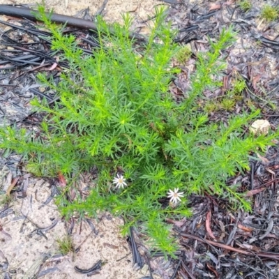 Olearia tenuifolia (Narrow-leaved Daisybush) at MTR591 at Gundaroo - 5 Nov 2020 by MaartjeSevenster