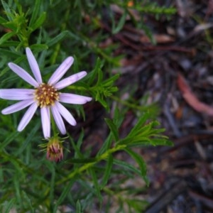 Olearia tenuifolia at Gundaroo, NSW - 5 Nov 2020