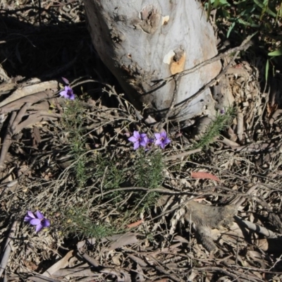 Cheiranthera linearis (Finger Flower) at Gundaroo, NSW - 2 Nov 2020 by MaartjeSevenster