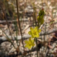 Bulbine bulbosa (Golden Lily) at Monitoring Site 063 - Road - 7 Nov 2020 by ChrisAllen