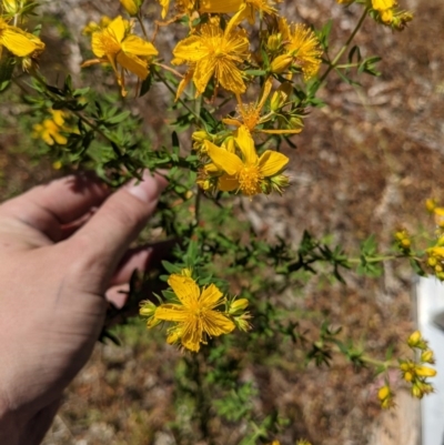 Hypericum perforatum (St John's Wort) at Table Top, NSW - 7 Nov 2020 by ChrisAllen