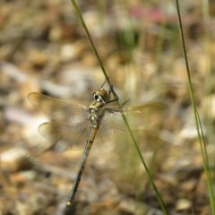 Hemicordulia tau (Tau Emerald) at Fyshwick, ACT - 7 Nov 2020 by SandraH