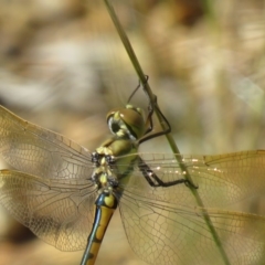 Hemicordulia tau at Fyshwick, ACT - 7 Nov 2020