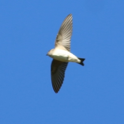 Petrochelidon nigricans (Tree Martin) at Bandiana, VIC - 6 Nov 2020 by Kyliegw