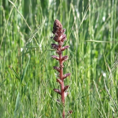 Orobanche minor (Broomrape) at Wodonga - 6 Nov 2020 by Kyliegw