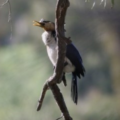 Microcarbo melanoleucos (Little Pied Cormorant) at Bandiana, VIC - 6 Nov 2020 by Kyliegw