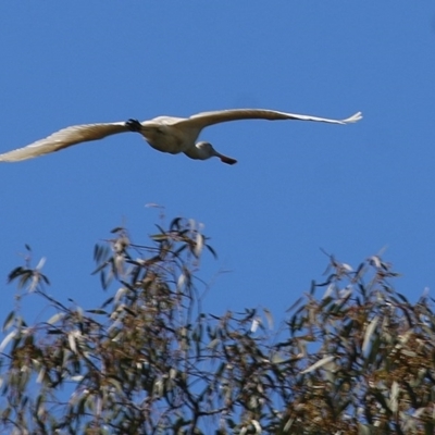 Platalea flavipes (Yellow-billed Spoonbill) at Killara, VIC - 6 Nov 2020 by Kyliegw