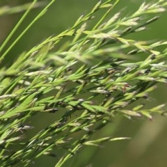 Lolium sp. (Ryegrass) at Killara, VIC - 6 Nov 2020 by Kyliegw