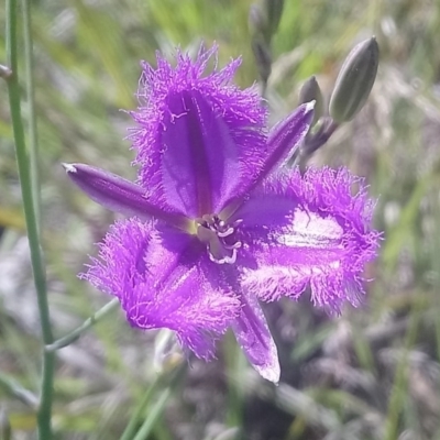 Thysanotus tuberosus subsp. tuberosus (Common Fringe-lily) at Kambah, ACT - 7 Nov 2020 by RosemaryRoth