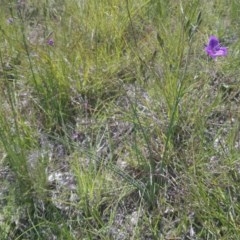 Thysanotus tuberosus subsp. tuberosus at Kambah, ACT - 7 Nov 2020