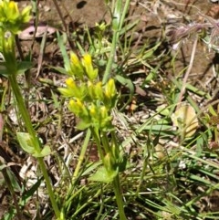 Sebaea ovata (Yellow Centaury) at Forde, ACT - 6 Nov 2020 by JSchofield