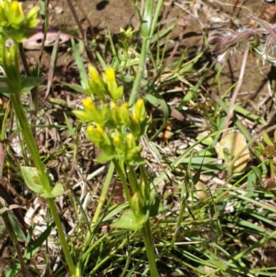 Sebaea ovata (Yellow Centaury) at Forde, ACT - 6 Nov 2020 by JSchofield