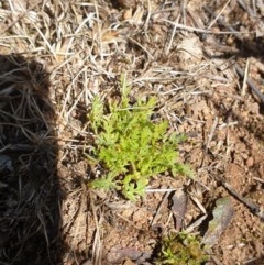 Cotula australis (Common Cotula, Carrot Weed) at Forde, ACT - 6 Nov 2020 by JSchofield