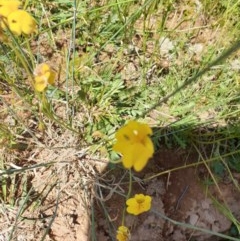 Goodenia pinnatifida (Scrambled Eggs) at Forde, ACT - 6 Nov 2020 by JSchofield