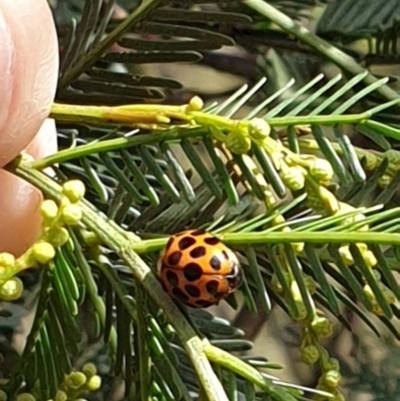 Harmonia conformis (Common Spotted Ladybird) at Forde, ACT - 6 Nov 2020 by JSchofield
