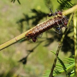 Jalmenus ictinus at Forde, ACT - 6 Nov 2020 12:50 PM