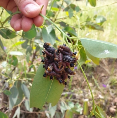 Perginae sp. (subfamily) (Unidentified pergine sawfly) at Forde, ACT - 6 Nov 2020 by JSchofield