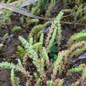 Crassula sieberiana at Murrumbateman, NSW - 3 Oct 2020 12:47 PM