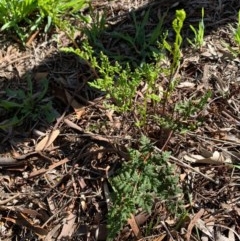 Cheilanthes sieberi (Rock Fern) at Murrumbateman, NSW - 3 Oct 2020 by SimoneC