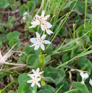 Wurmbea dioica subsp. dioica at Murrumbateman, NSW - 3 Oct 2020