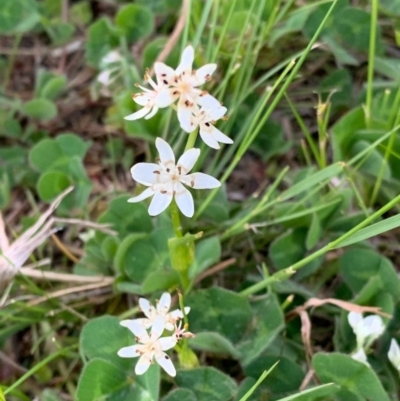 Wurmbea dioica subsp. dioica (Early Nancy) at Murrumbateman, NSW - 3 Oct 2020 by SimoneC