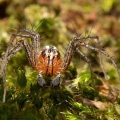 Oxyopes sp. (genus) at Macgregor, ACT - 7 Nov 2020 04:13 PM