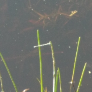 Zygoptera (suborder) at Goorooyarroo NR (ACT) - 6 Nov 2020