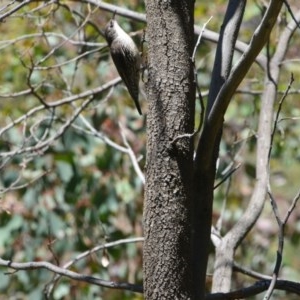 Cormobates leucophaea at Greenleigh, NSW - 7 Nov 2020