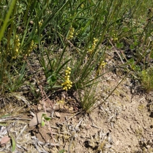 Lomandra filiformis at Forde, ACT - 6 Nov 2020