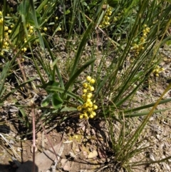 Lomandra filiformis at Forde, ACT - 6 Nov 2020