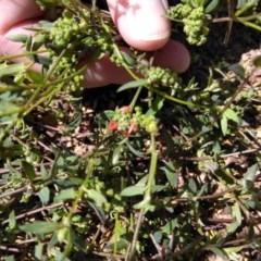 Einadia nutans (Climbing Saltbush) at Forde, ACT - 6 Nov 2020 by Patricia