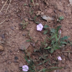 Convolvulus angustissimus subsp. angustissimus at Forde, ACT - 6 Nov 2020