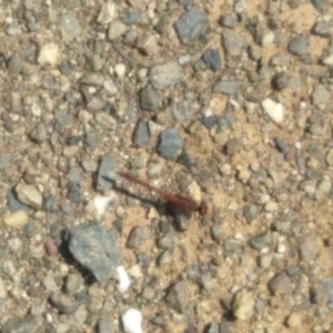 Diplacodes sp. (genus) at Goorooyarroo NR (ACT) - 6 Nov 2020