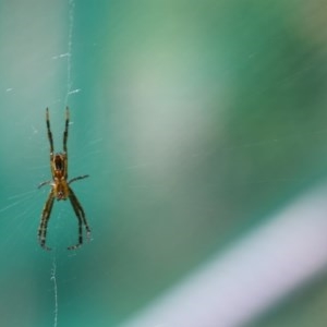 Argiope sp. (genus) at Greenleigh, NSW - 7 Nov 2020