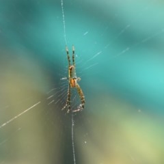 Argiope sp. (genus) at Greenleigh, NSW - 7 Nov 2020