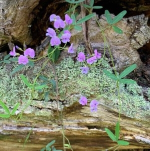 Glycine clandestina at Wee Jasper, NSW - 2 Nov 2020