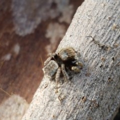 Maratus vespertilio (Bat-like peacock spider) at Holt, ACT - 7 Nov 2020 by trevorpreston