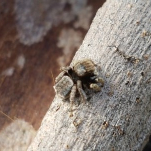 Maratus vespertilio at Holt, ACT - 7 Nov 2020