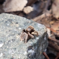 Maratus vespertilio at Holt, ACT - 7 Nov 2020