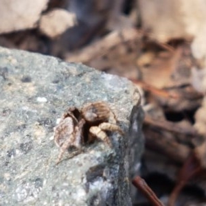 Maratus vespertilio at Holt, ACT - 7 Nov 2020