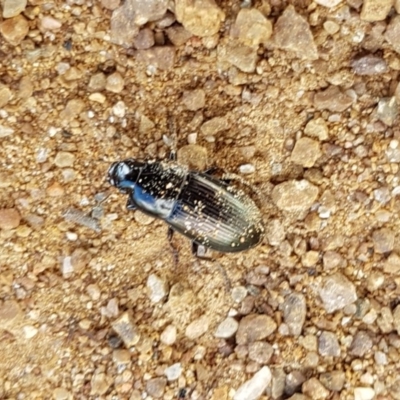 Harpalini (tribe) (Harpaline carab beetle) at Holt, ACT - 7 Nov 2020 by trevorpreston