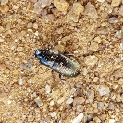 Harpalini sp. (tribe) (Harpaline carab beetle) at Woodstock Nature Reserve - 7 Nov 2020 by tpreston