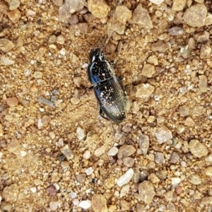 Harpalini sp. (tribe) at Holt, ACT - 7 Nov 2020