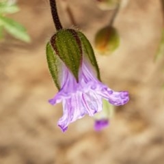 Erodium sp. (A Storksbill) at Holt, ACT - 7 Nov 2020 by tpreston