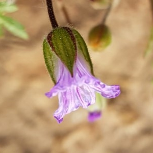 Erodium sp. at Molonglo River Reserve - 7 Nov 2020