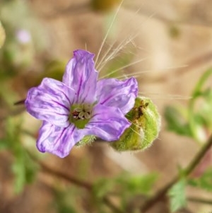 Erodium sp. at Molonglo River Reserve - 7 Nov 2020 04:26 PM