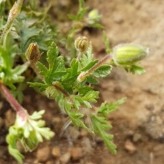 Erodium sp. at Molonglo River Reserve - 7 Nov 2020 04:26 PM