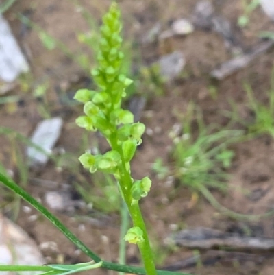 Microtis sp. (Onion Orchid) at Flea Bog Flat, Bruce - 6 Nov 2020 by JVR